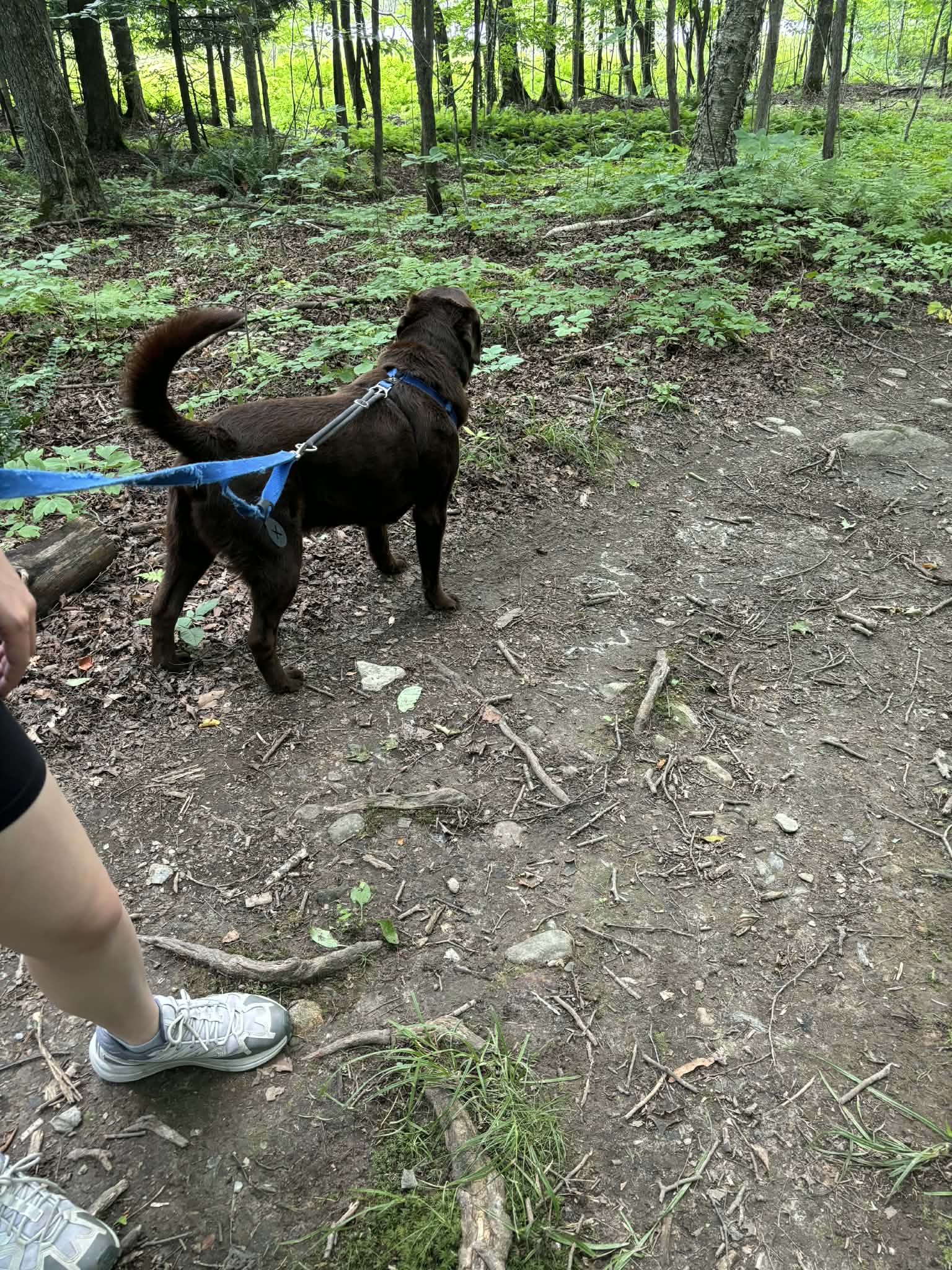 Marche avec chien